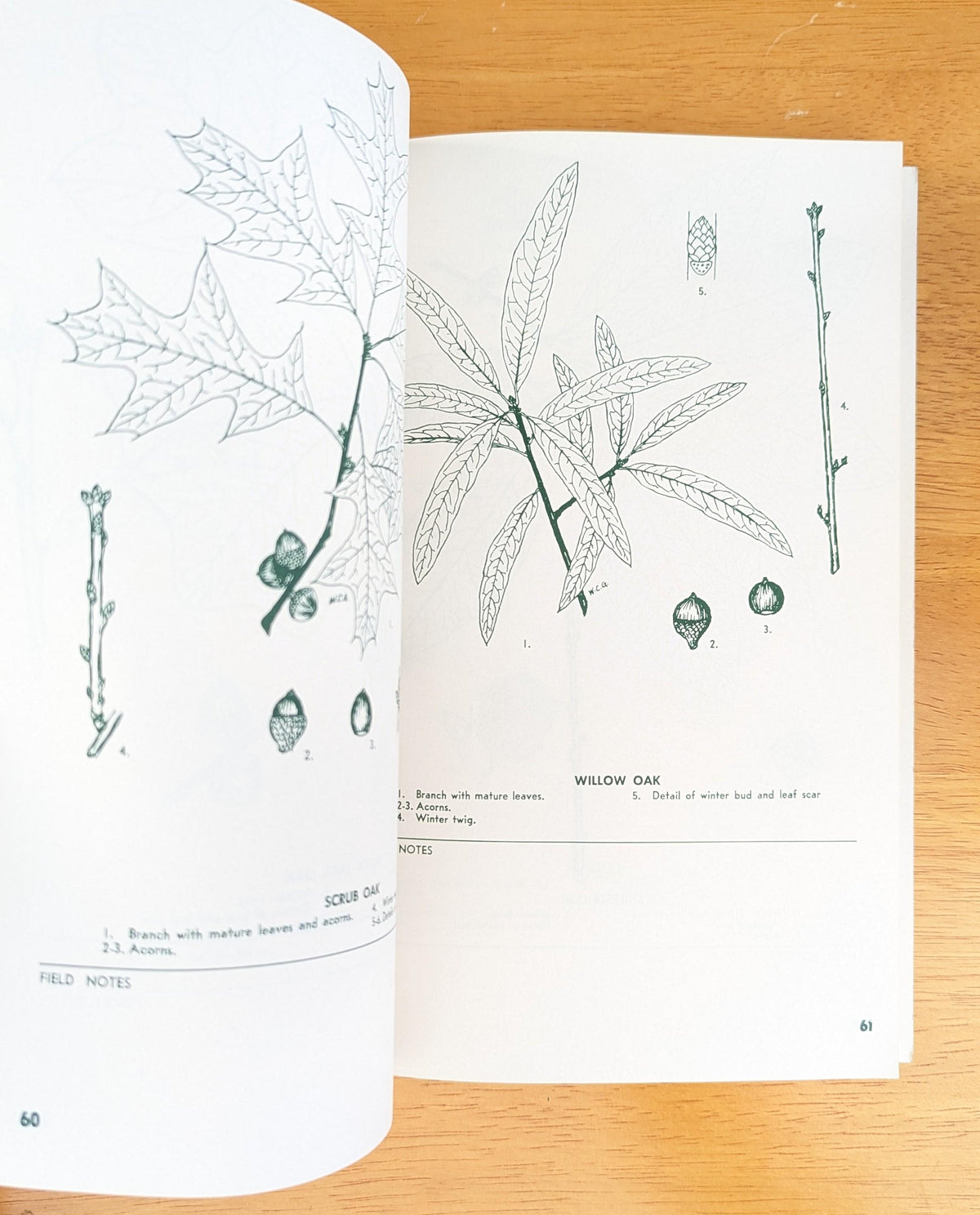 1958 Pocket Field Guide to Trees | Mid-Century Nature Book