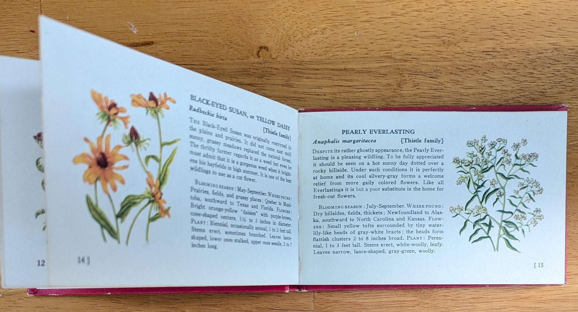 1945 Vintage Wildflower Guide Book | Illustrated Botanical Decor