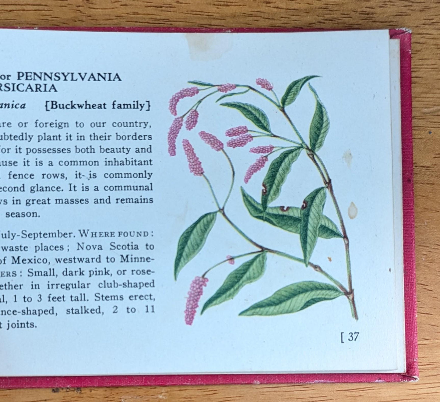 1945 Vintage Wildflower Guide Book | Illustrated Botanical Decor