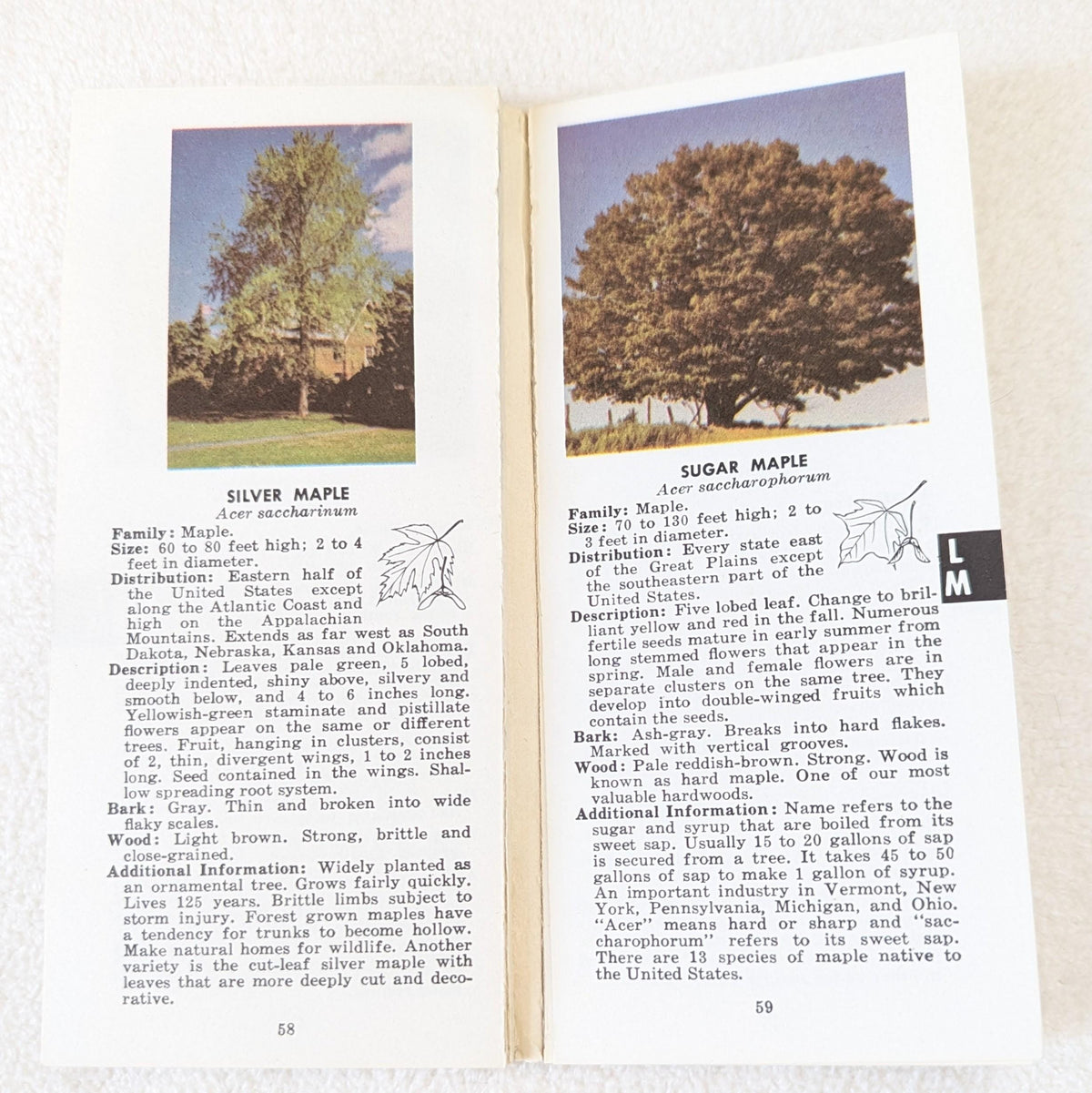 Vintage 1963 Pocket Tree Guide Book | Outdoor Life Book Club Nature Ephemera