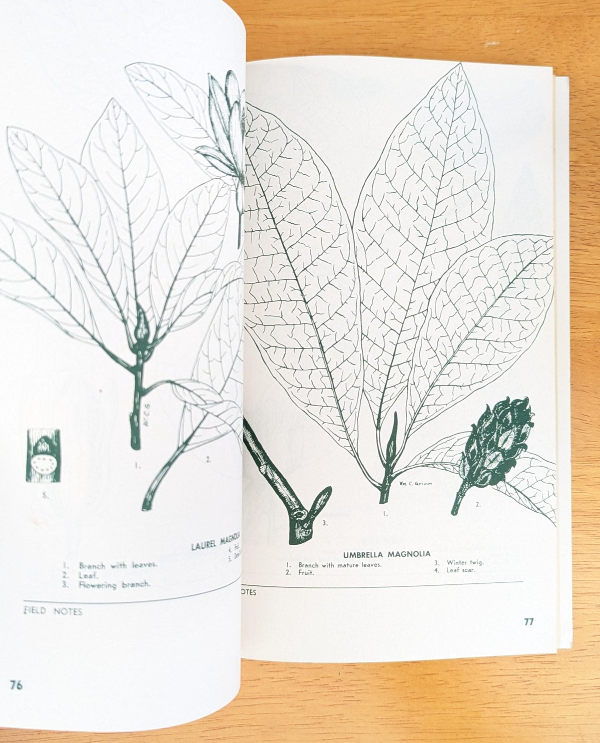 1958 Pocket Field Guide to Trees | Mid-Century Nature Book
